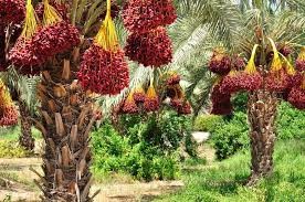 Planting date palms