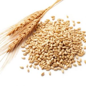 Iranian wheat